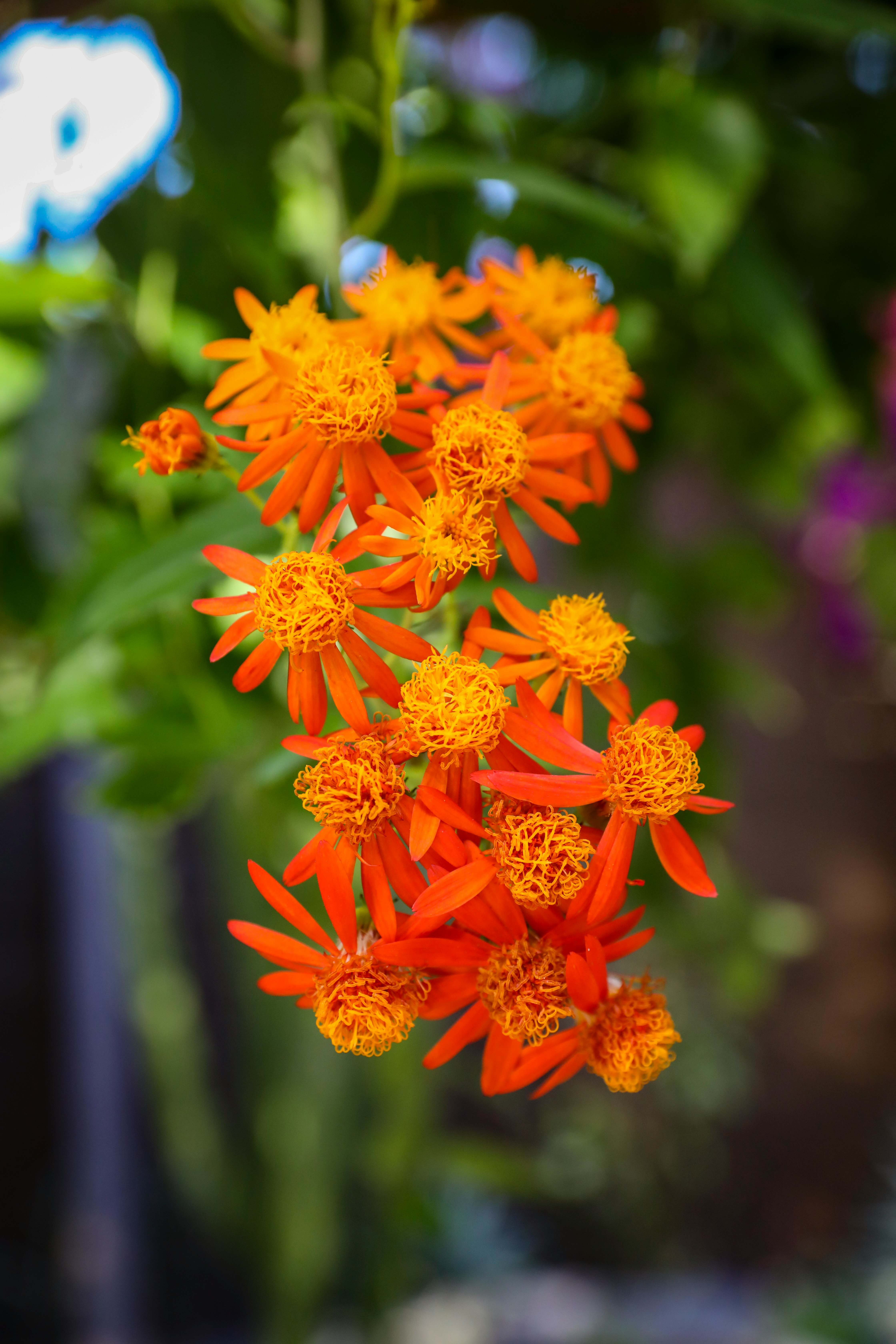 orange flower in tilt shift lens